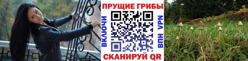Псилоцибиновые грибы мухоморы  купить закладку  Нестеровская 